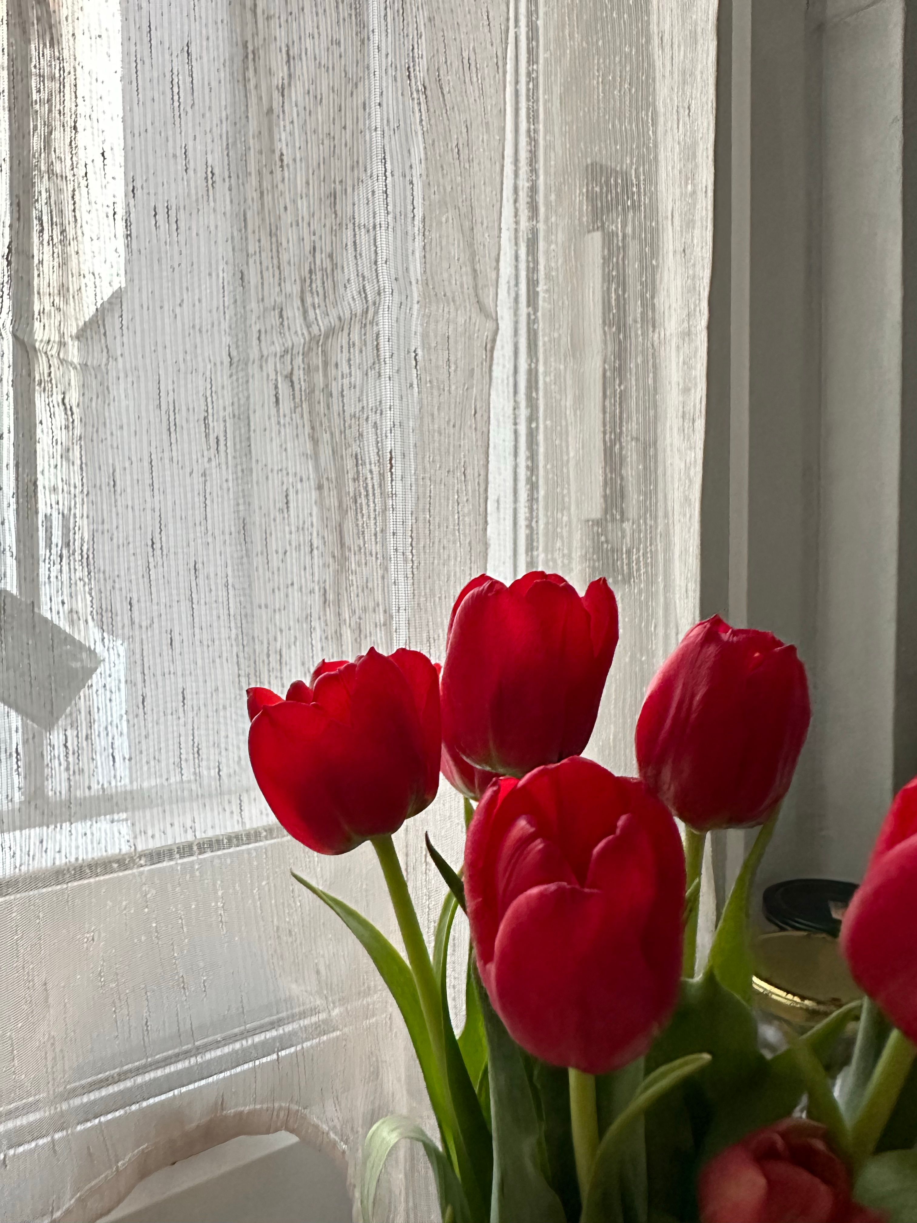 Bouquet of Red Tulips by the Window · Free Stock Photo