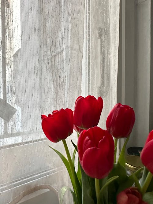 A vase of red tulips sits on a window sill
