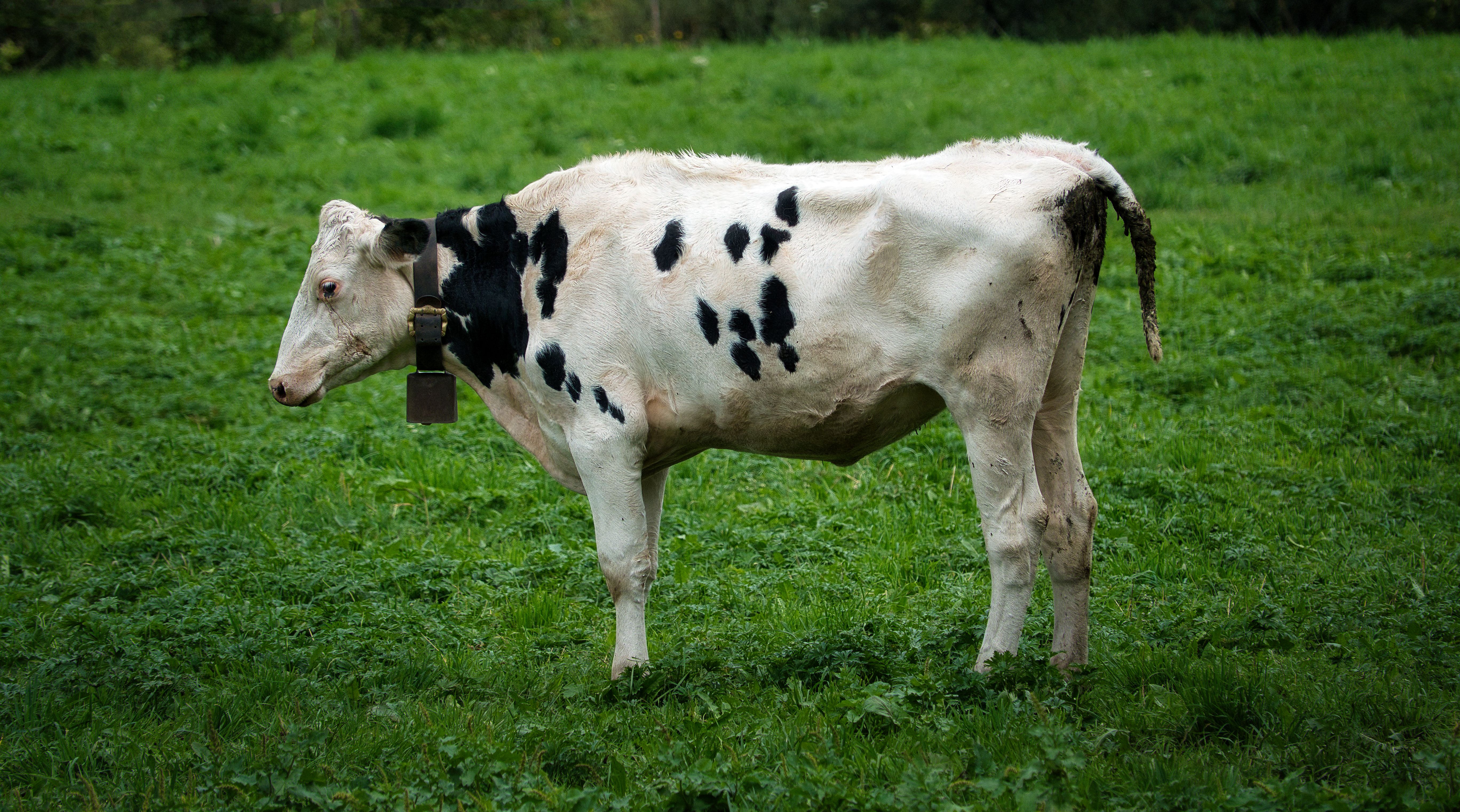 The spotted cow in profile · Free Stock Photo