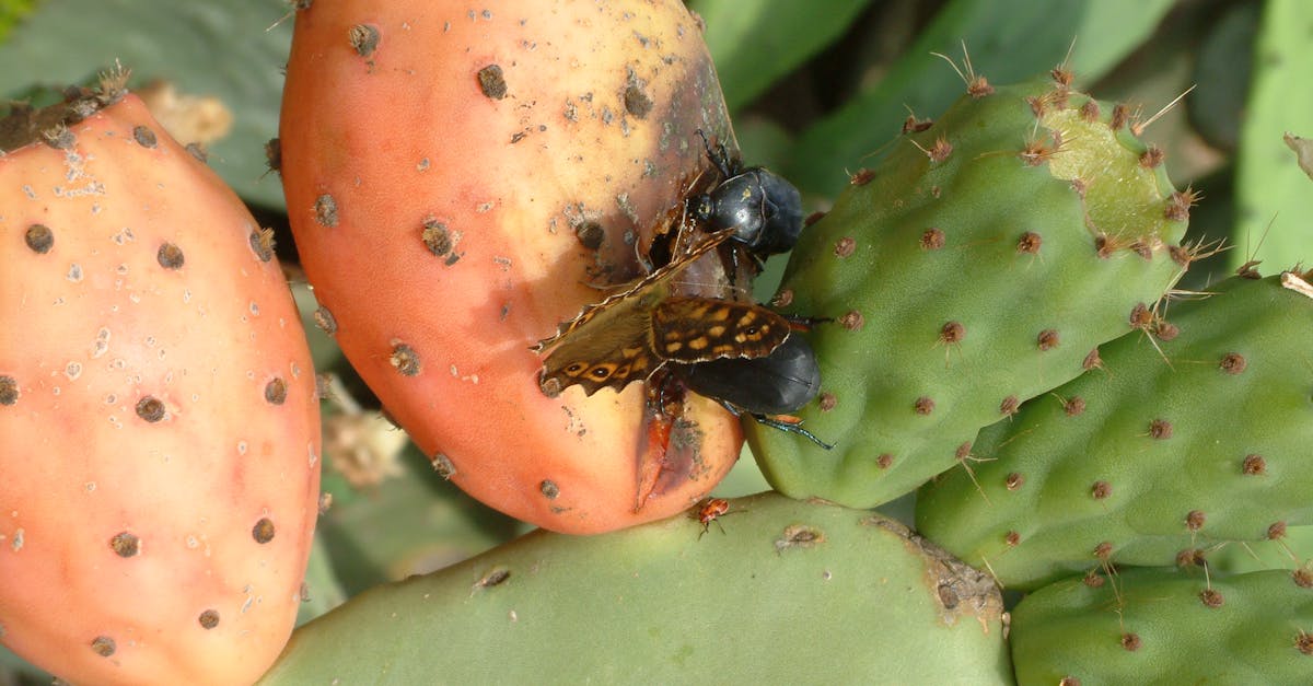 Free stock photo of bugs, butterfly, cactus