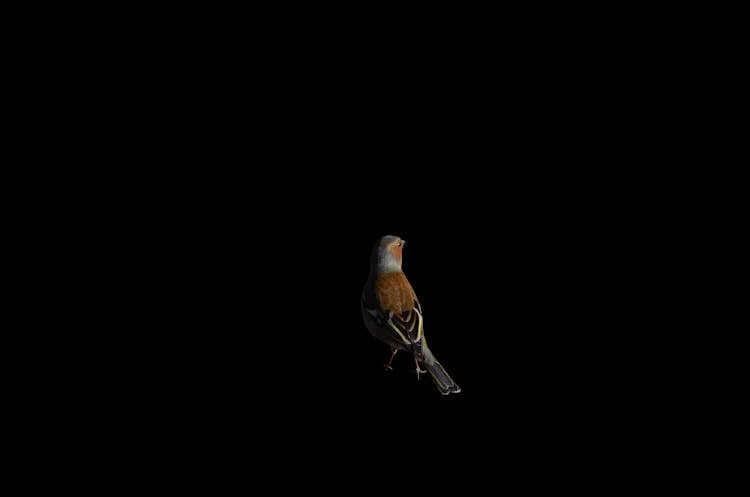 Back View Photo Of Isolated Bird In Black Background