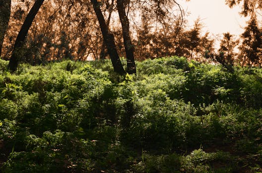 黎明时分，宁静的森林里，充满活力的绿色植物和树木在晨光映衬下，展现出自然美景
