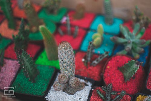 Ingyenes stockfotó kaktusz, kaktusznövény, kaktuszok témában