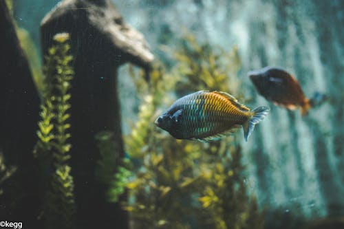 Free stock photo of animal, color fish, fish Stock Photo