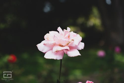 Free stock photo of natural, nature, pink roses Stock Photo