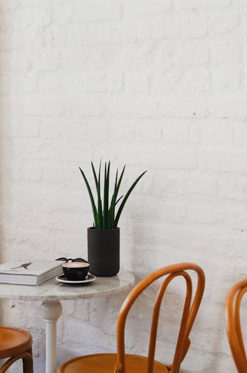 Free Aloe Vera Plant On Table Stock Photo
