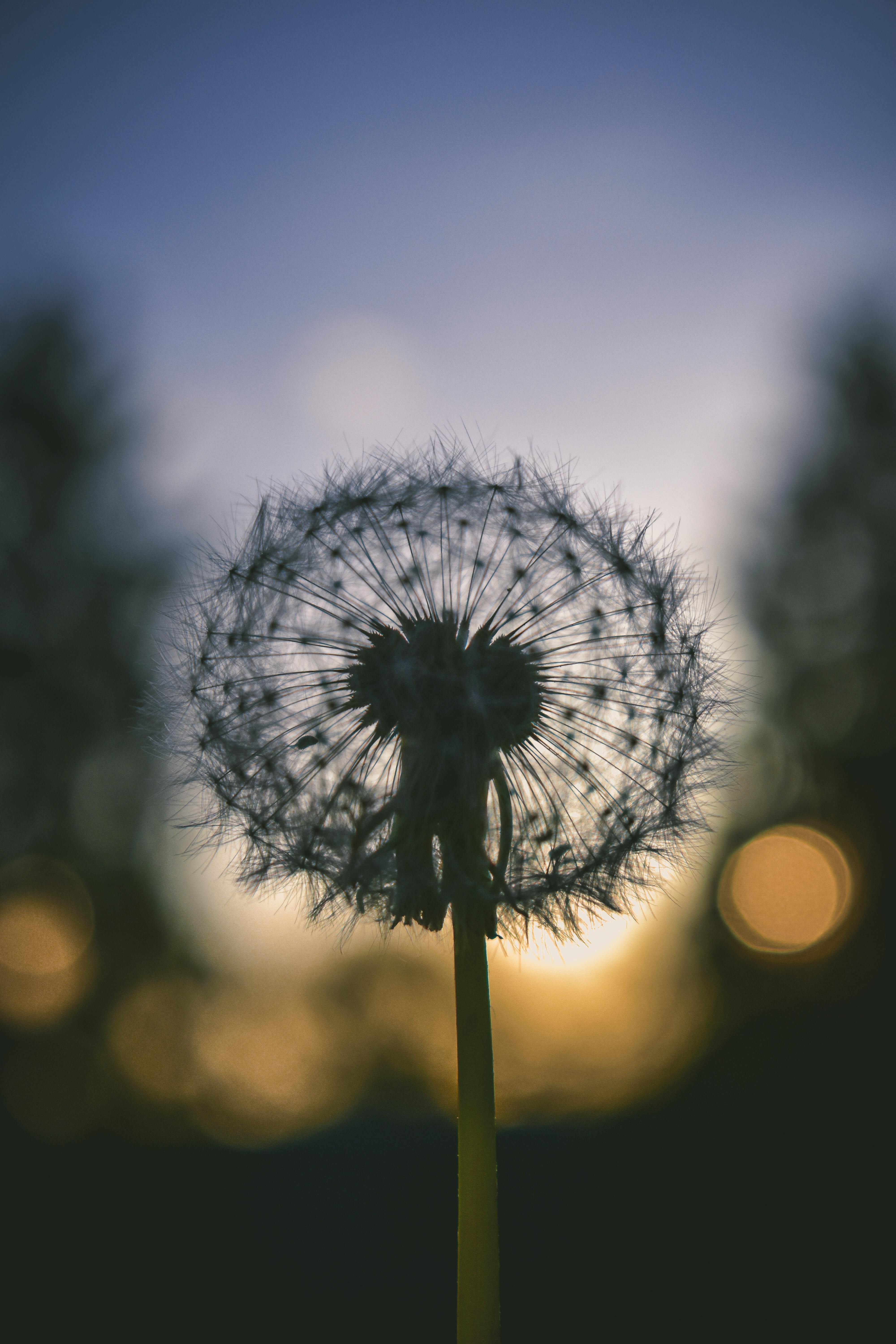 selective focus photography of dandelion