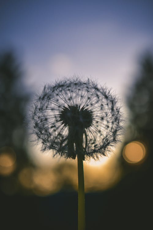 Free Selective Focus Photography Of Dandelion Stock Photo