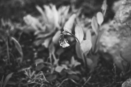 Δωρεάν στοκ φωτογραφιών με bnw, noir et blanc, ανθισμένη χλωρίδα