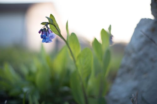 Foto profissional grátis de campânula, flor azul, flor bonita