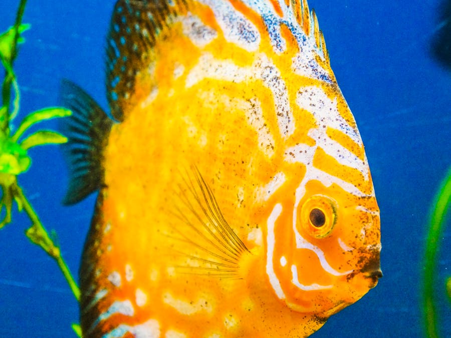 Is curcumin better than fish oil?