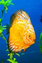 Yellow Discus Fish