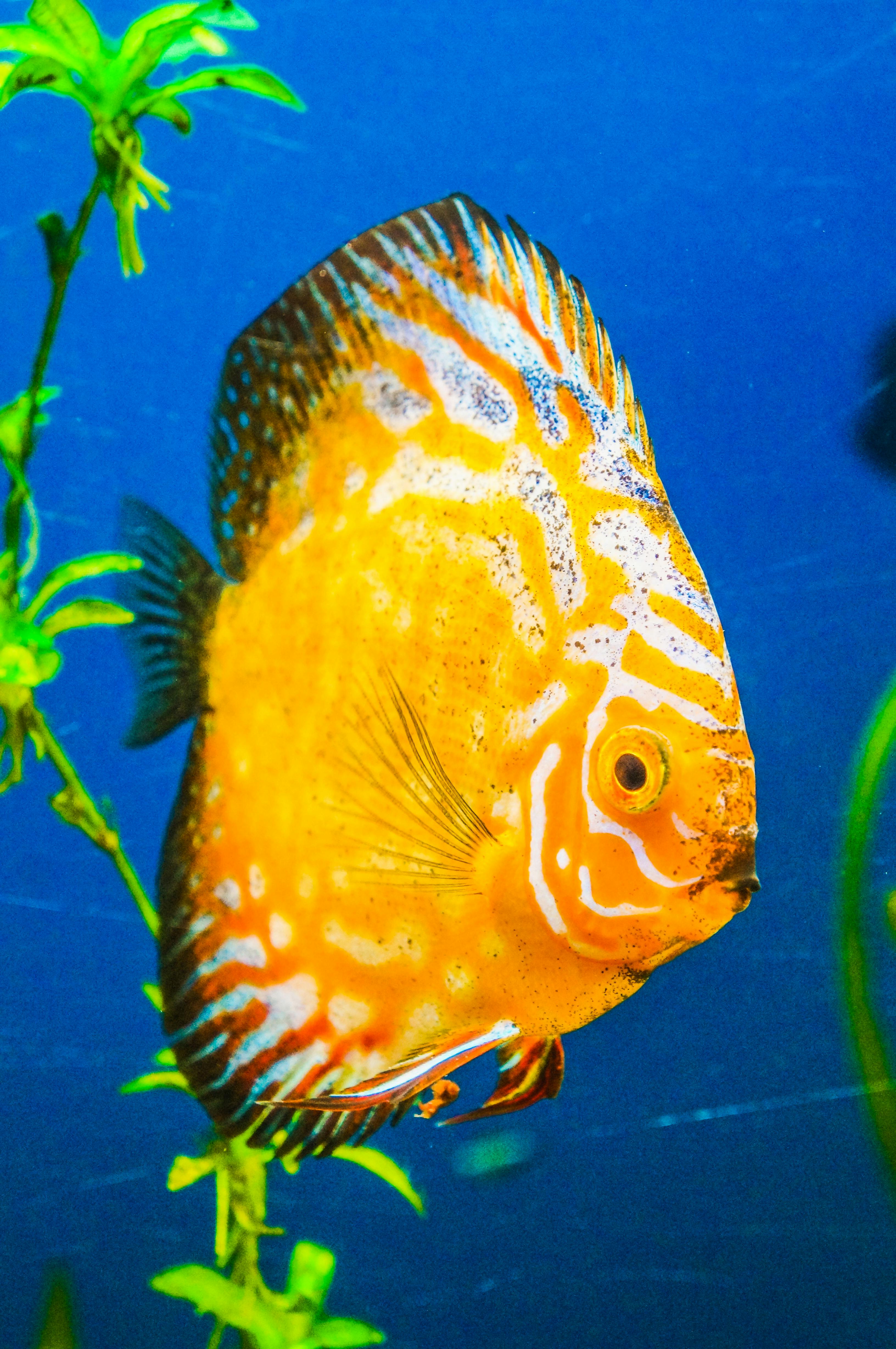 Yellow Discus Fish · Free Stock Photo
