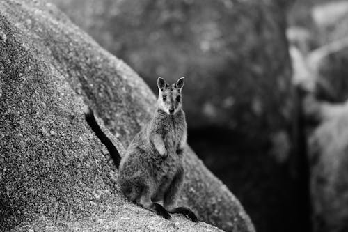 A black and white photo of a kangaroo sitting on a rock