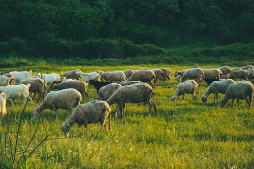 Free A flock of sheep grazing peacefully in a lush green meadow highlighting rural tranquility. Stock Photo