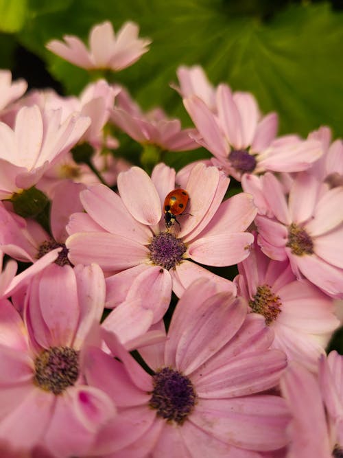 Gratis lagerfoto af blomst, lyserød, mariehøne