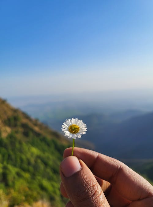 Gratis lagerfoto af smuk blomst