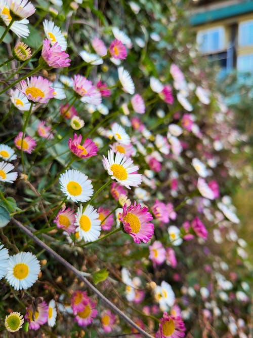 Gratis lagerfoto af smukke blomster