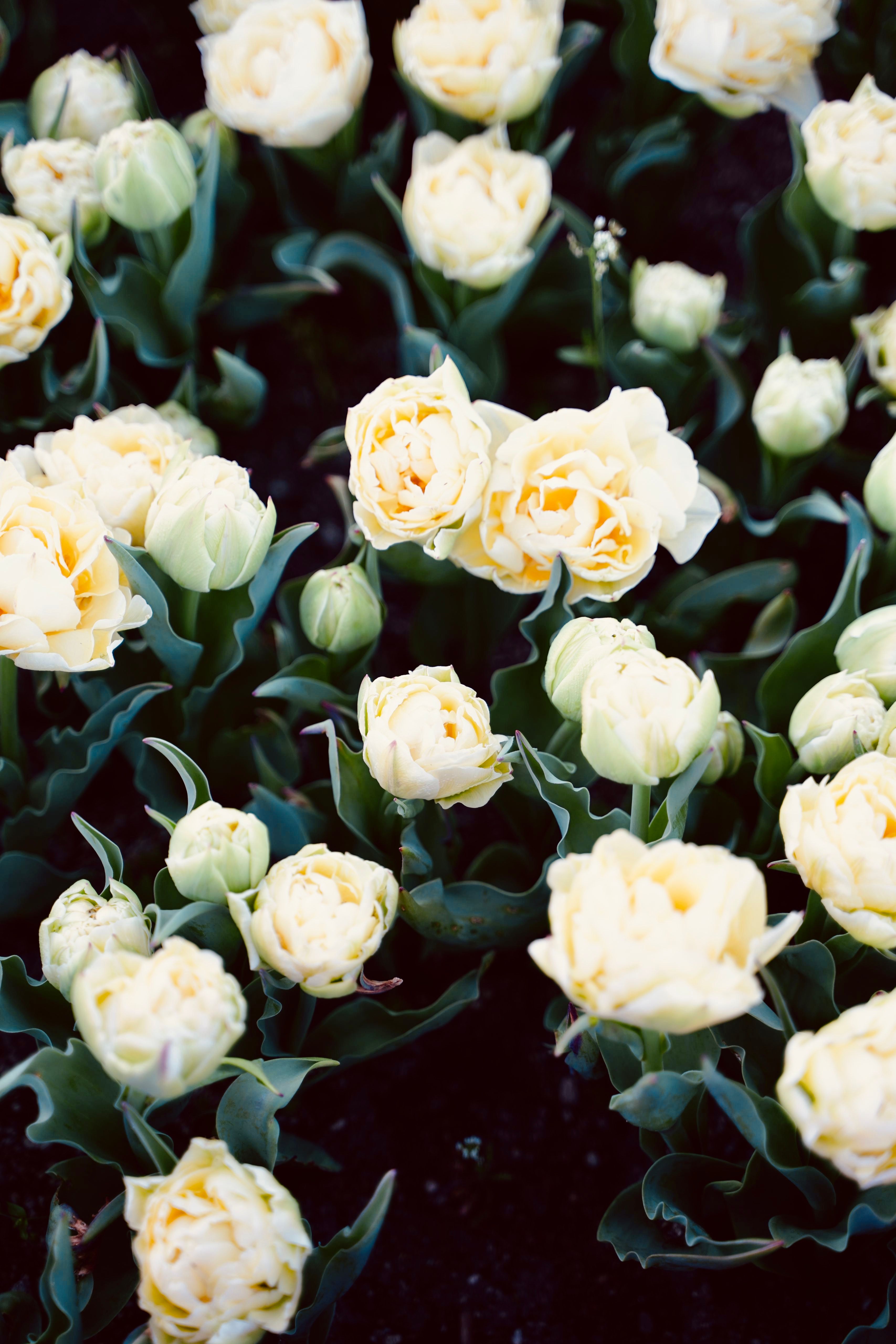 Close-up of Bright Tulips in a Garden · Free Stock Photo