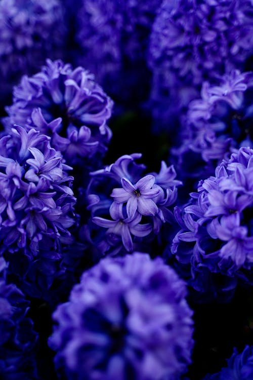 Close-up of Bright Purple Hyacinths 
