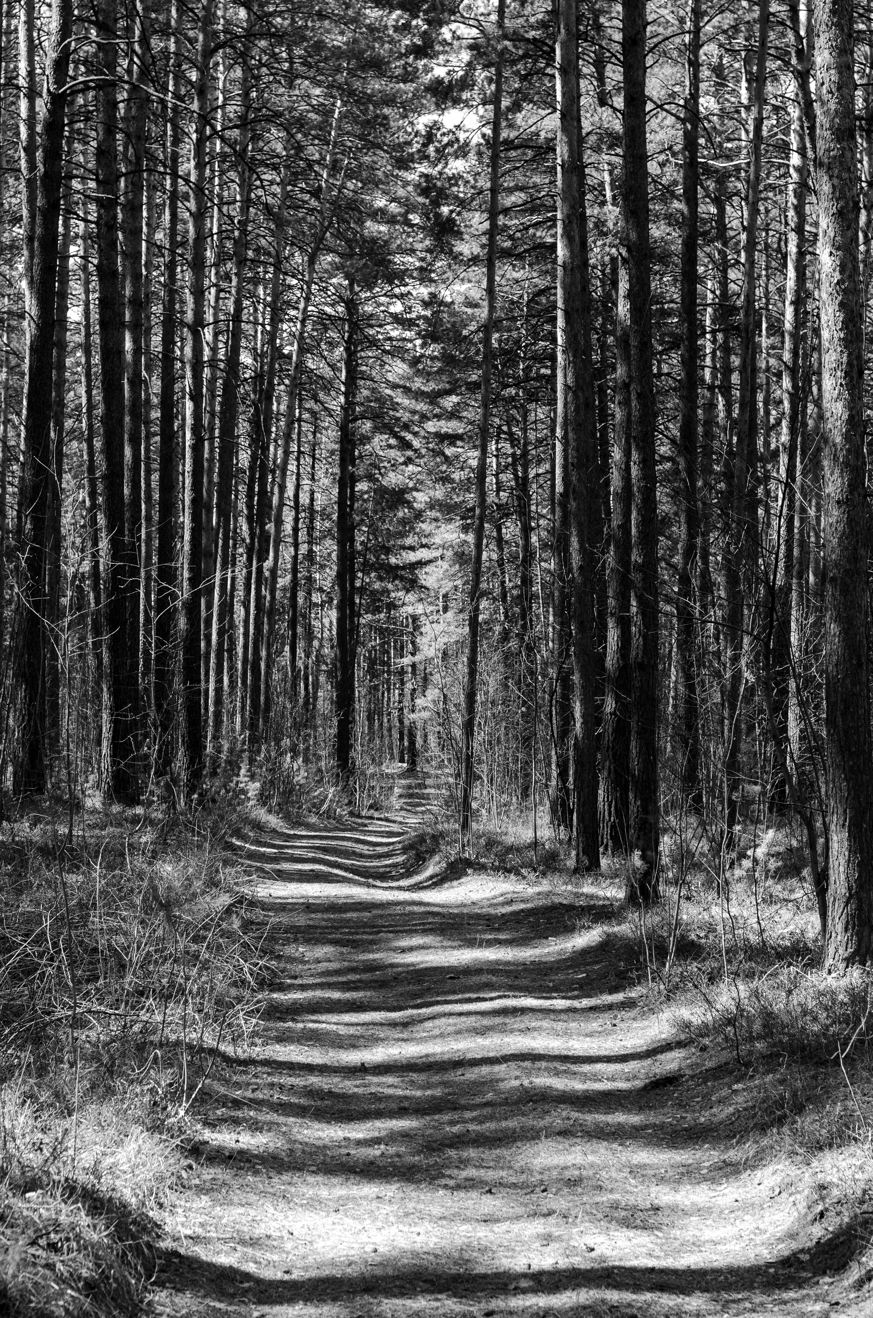 Scenic forest path with tall trees in a black and white vertical shot.