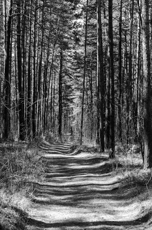 Free A black and white photo of a path through the woods Stock Photo