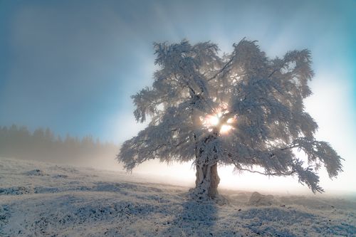 Free Stunning winter scene of a frosty tree with sunlight filtering through in a snowy field. Stock Photo