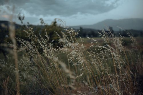 Free A tranquil rural setting capturing tall grass in a serene countryside landscape, under a cloudy sky. Stock Photo