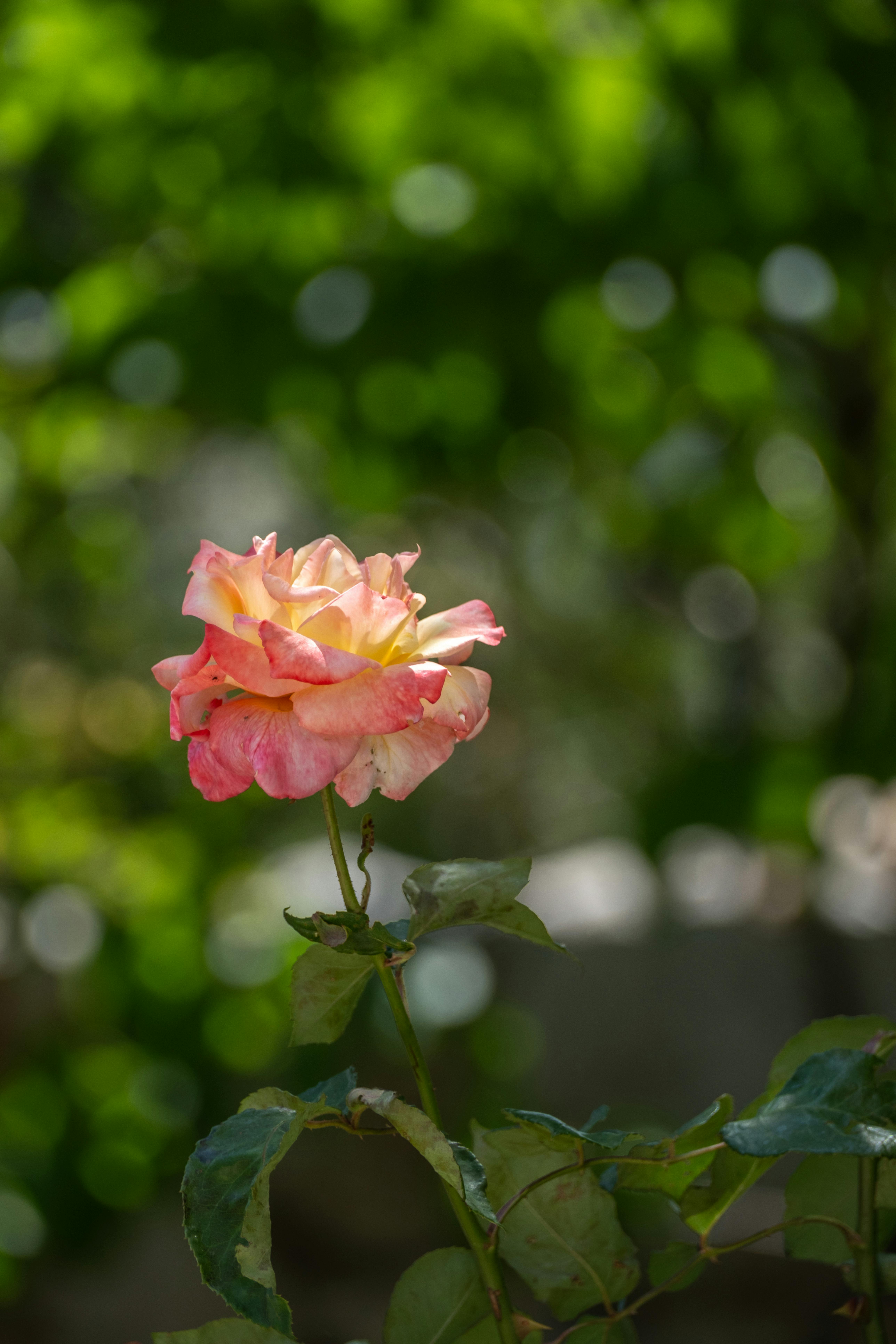 Işık Alan Dairelerde Yaşamanın Sağlığa Faydaları: Bakırköy'deki Kiralık Seçenekler