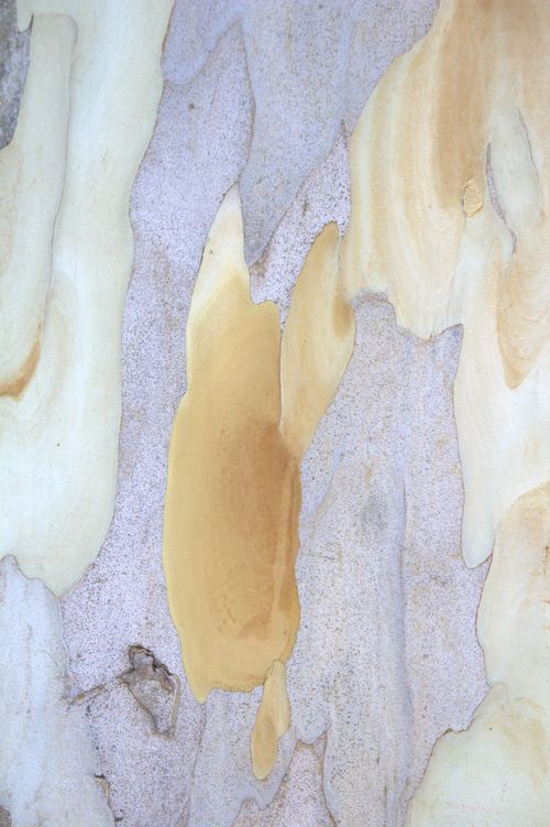 Free Detailed close-up of natural tree bark texture captured in Guaratuba, Brazil. Stock Photo