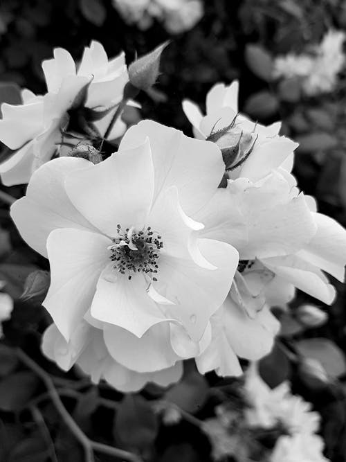 Безкоштовне стокове фото на тему «b & w фотозйомка, primavera, Біла квітка»