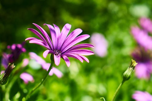 бесплатная Крупным планом фиолетовый цветок с лепестками Стоковое фото