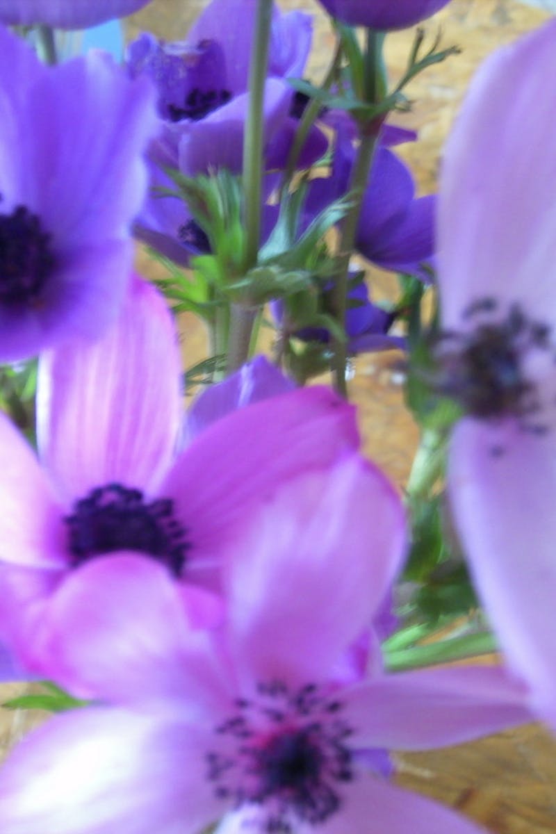 Kostenloses Foto zum Thema: anemonen, blumen