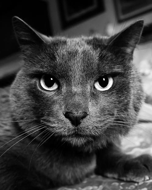 Gratis arkivbilde med b & w fotografering, første-plan, grå katt