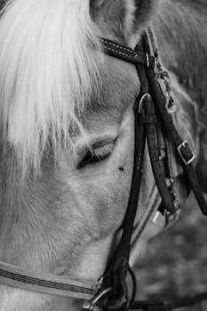 Elegant black and white close-up of a horse's head with bridle, showcasing texture and calmness.