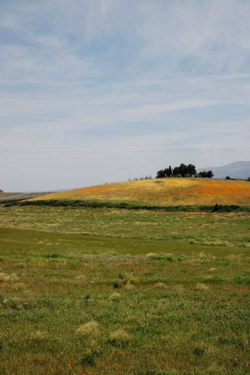 Free Expansive green field with colorful wildflowers and gentle hills under a blue sky. Stock Photo