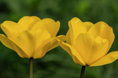 Gelbe Tulpen Nahaufnahme