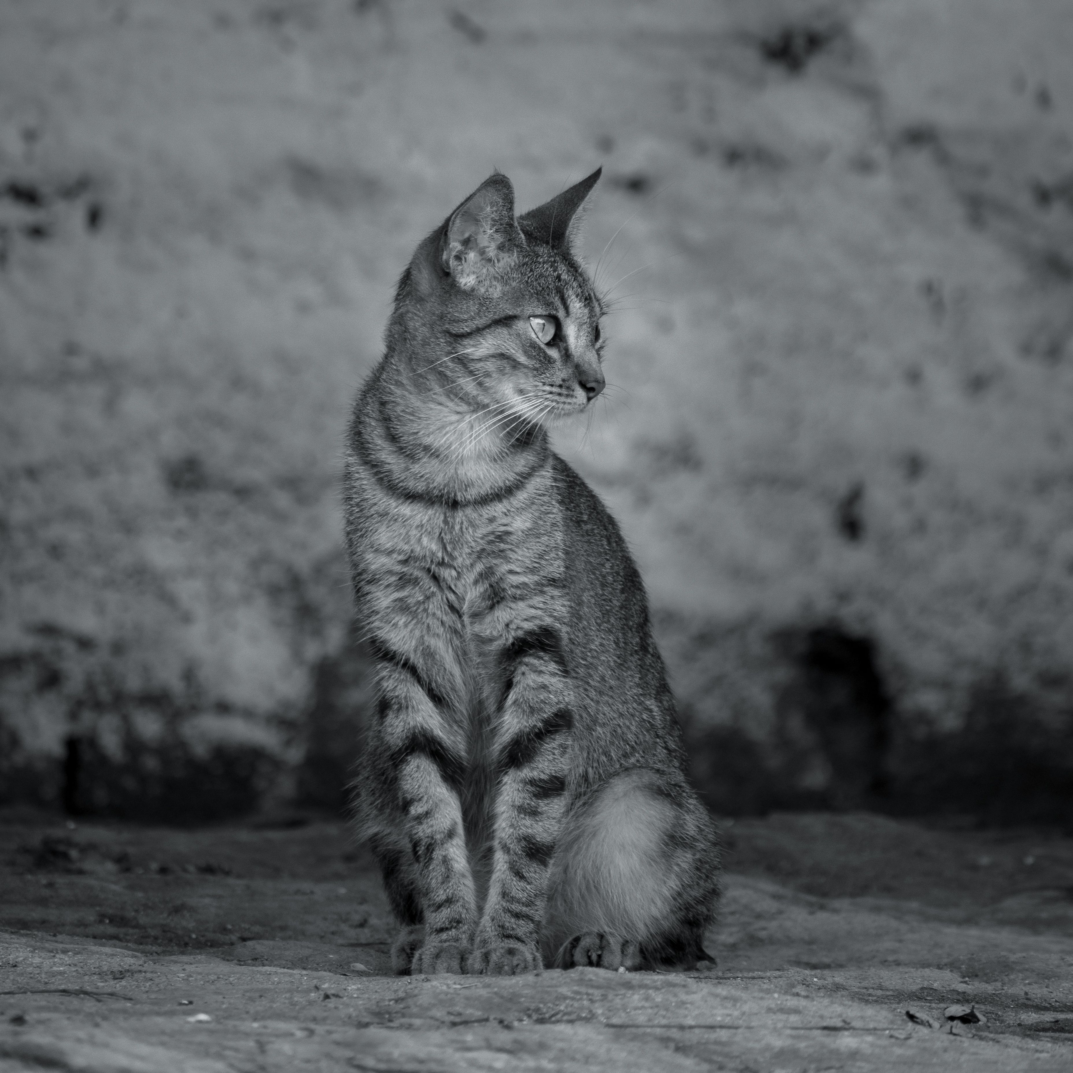 Black and White Shot of a Cat · Free Stock Photo