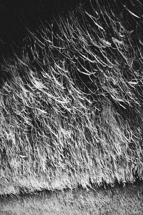 A black and white photo of grass blowing in the wind