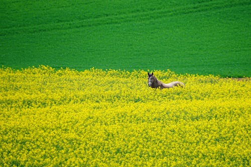 Foto profissional grátis de agricultura, amarelo, ao ar livre
