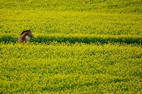 Foto profissional grátis de agricultura, amarelo, arável