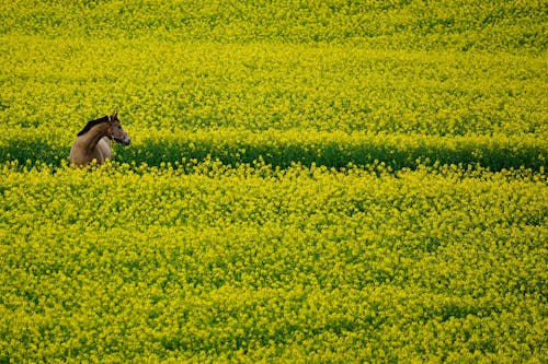 Foto stok gratis agrikultura, bidang, bunga