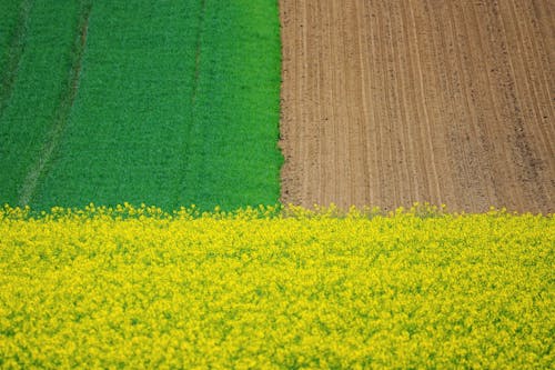 Foto profissional grátis de agricultura, amarelo, arar