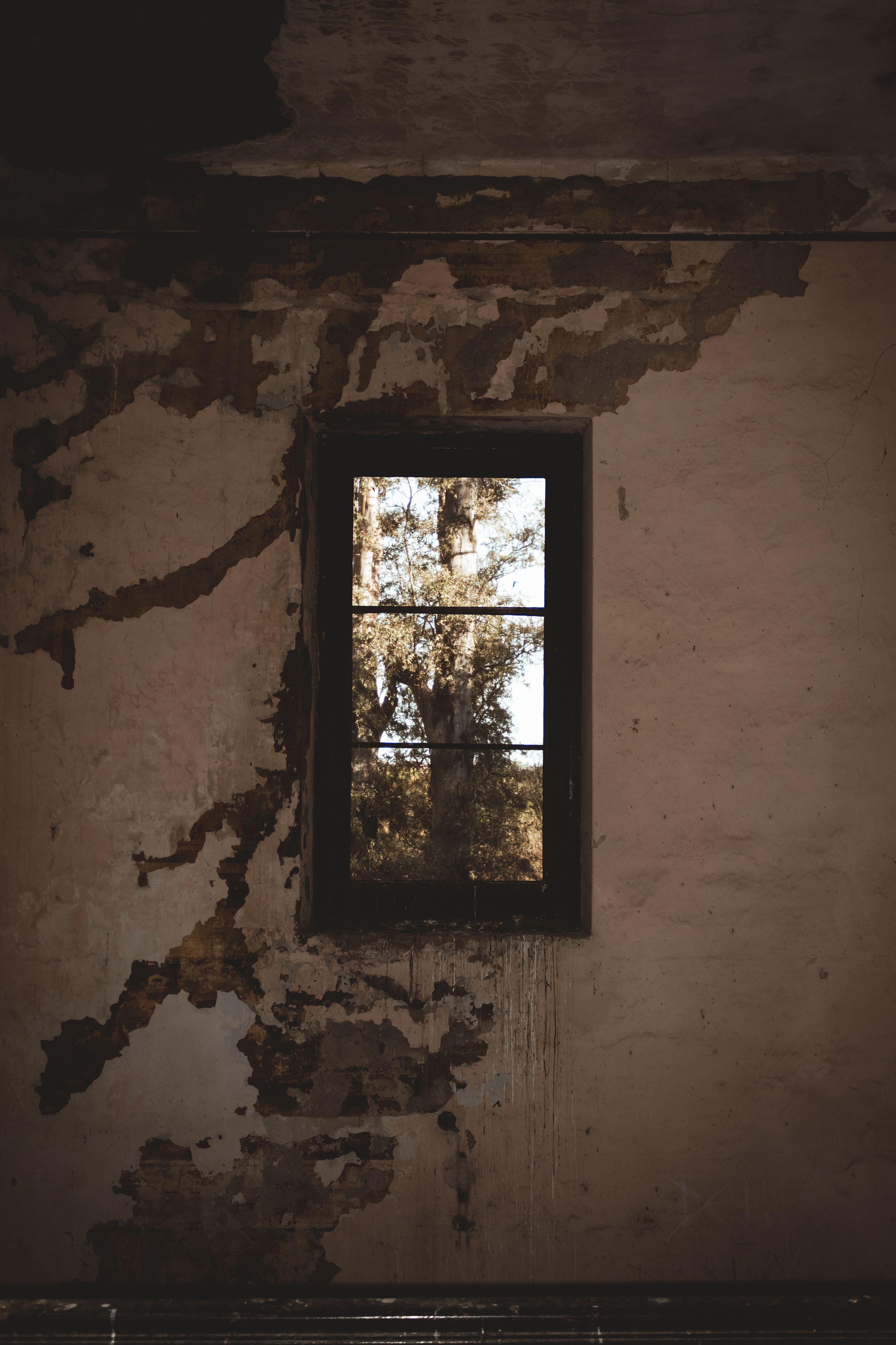 Tree in the Window of an Abandoned Decaying House · Free Stock Photo