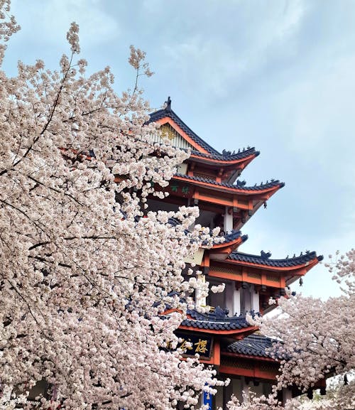 벚꽃 나무, 불교 사원, 사원의 무료 스톡 사진