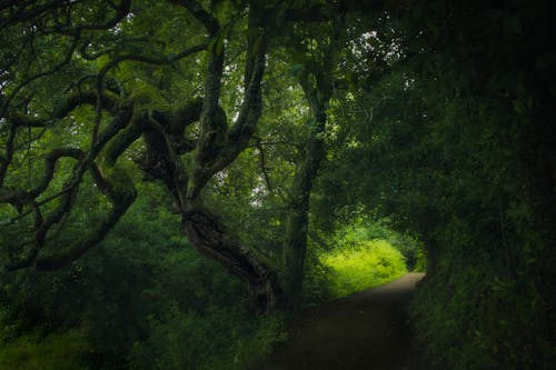 경치, 숲, 자연의 무료 스톡 사진