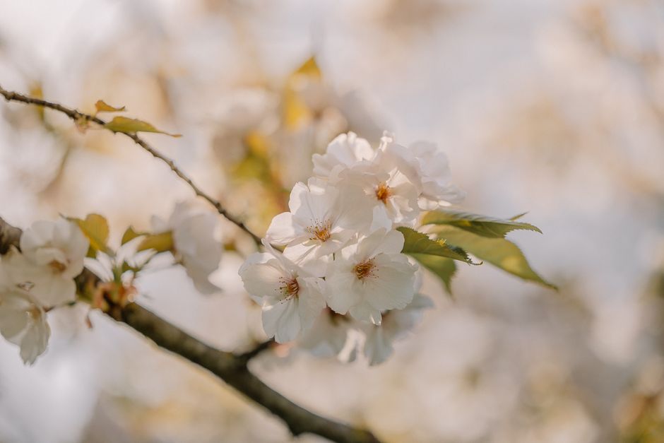 A close-up of white cherry blossoms highlighting their delicate beauty in spring.
