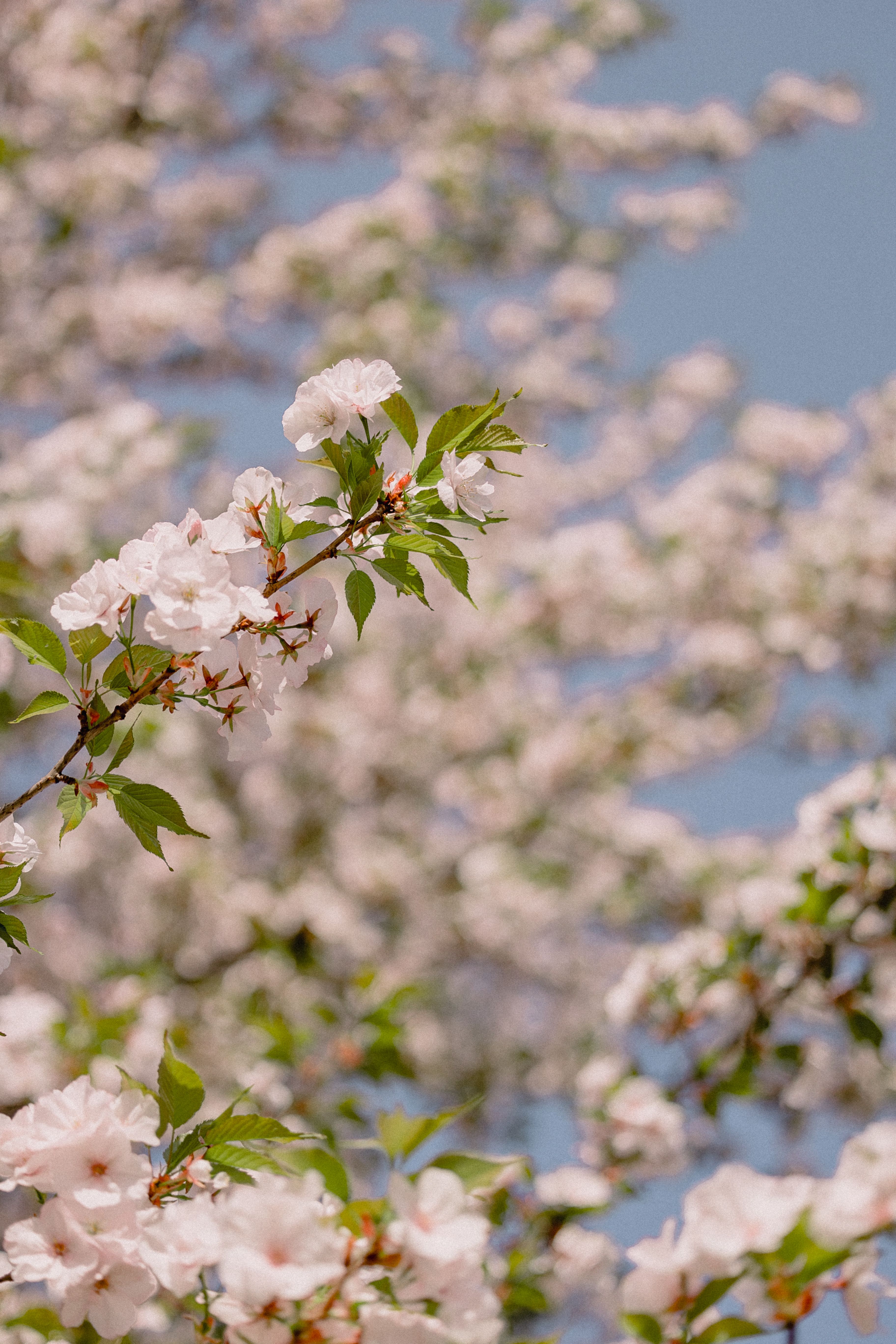A close up of a cherry tree with pink flowers · Free Stock Photo