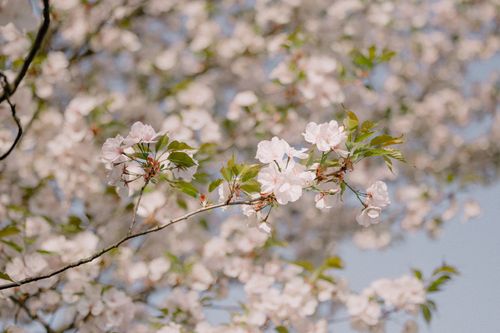 Free Close-up of pink cherry blossoms against a blurred bokeh background in spring. Stock Photo