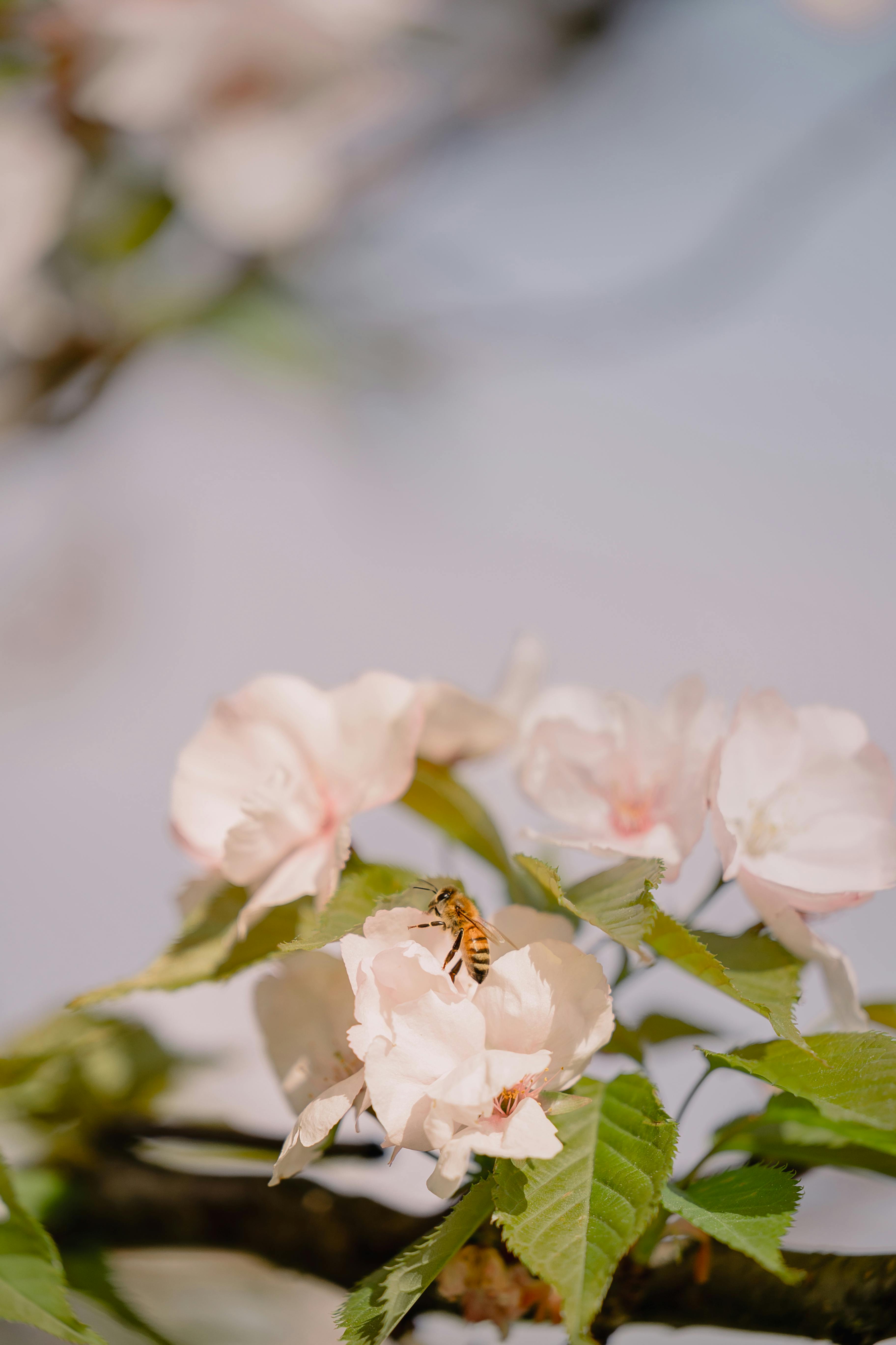 Close-up of a bee pollinating delicate cherry blossoms during spring.